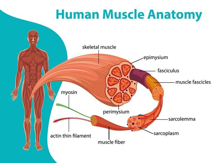 anatomia muscolo